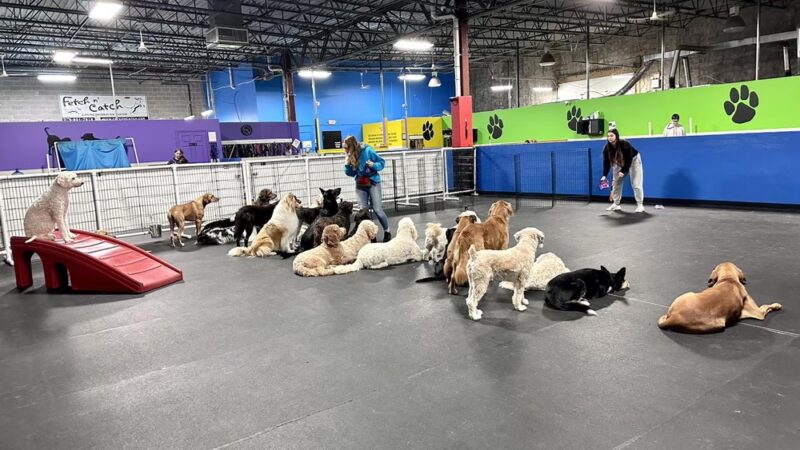 Fetch n' Catch - Bowmansville, NY