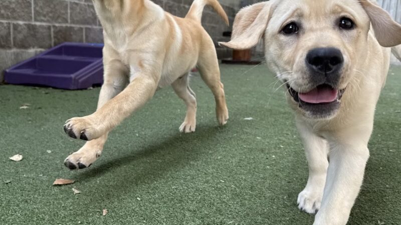 Fetch n' Catch - Bowmansville, NY