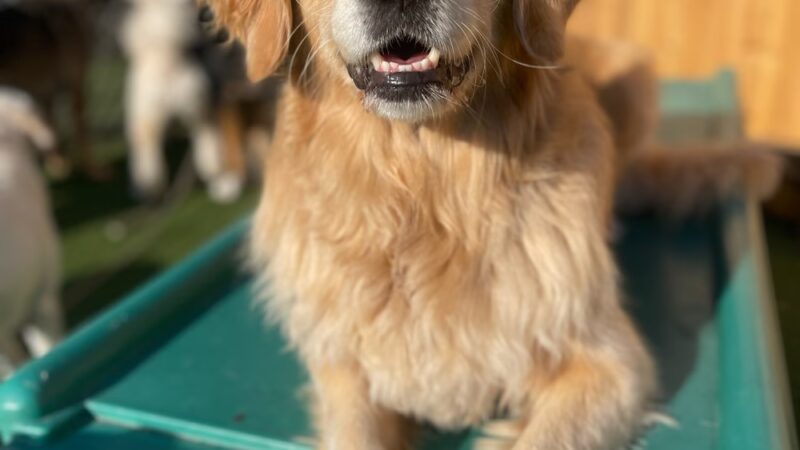 Fetch n' Catch - Bowmansville, NY
