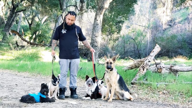BowWow Day Camp - ,
