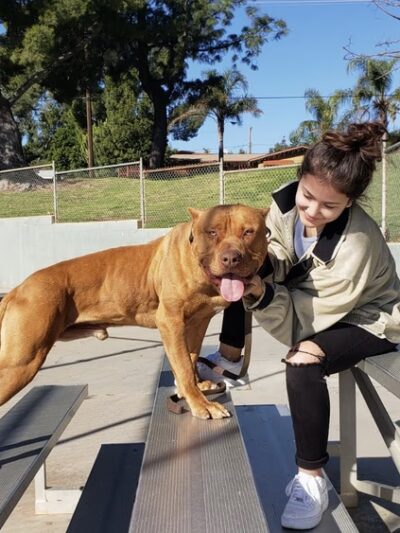BowWow Day Camp - ,