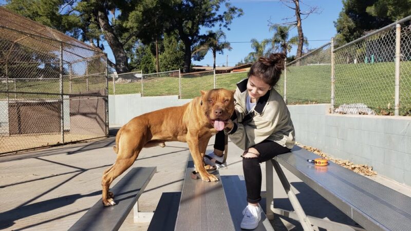 BowWow Day Camp - ,