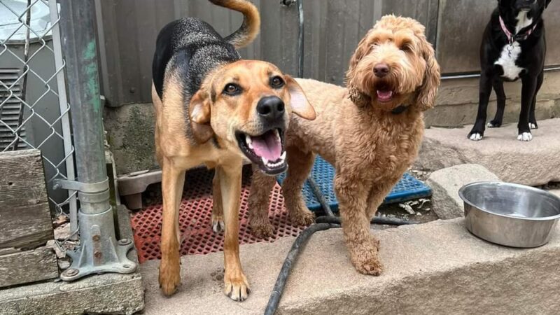 Best Friends Pet Hotel - Boxford, MA