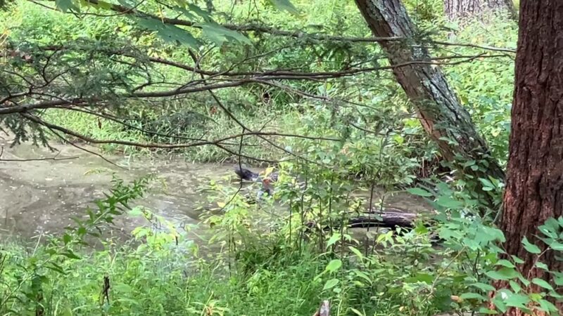 Boxford State Forest - Boxford, MA