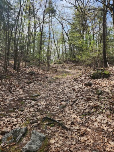 Boxford State Forest - Boxford, MA