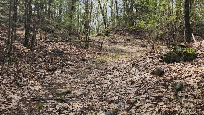 Boxford State Forest - Boxford, MA