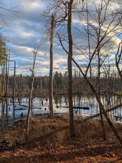 Boxford State Forest - Boxford, MA