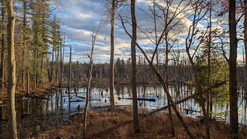 Boxford State Forest - Boxford, MA