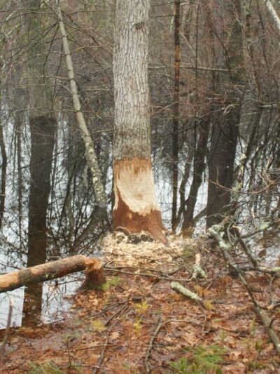 Boxford State Forest - Boxford, MA