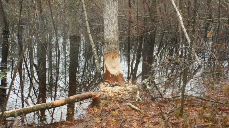 Boxford State Forest - Boxford, MA