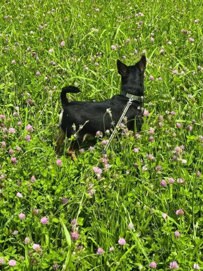 Dog Park at Love’s Travel Stops - Boyce, LA