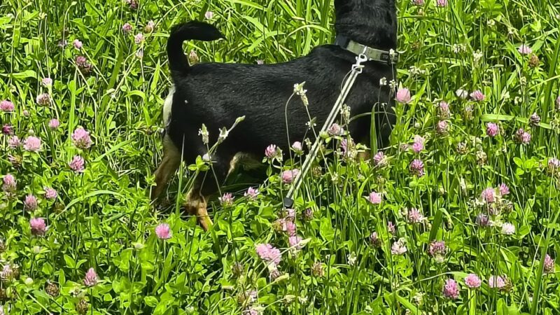 Dog Park at Love’s Travel Stops - Boyce, LA