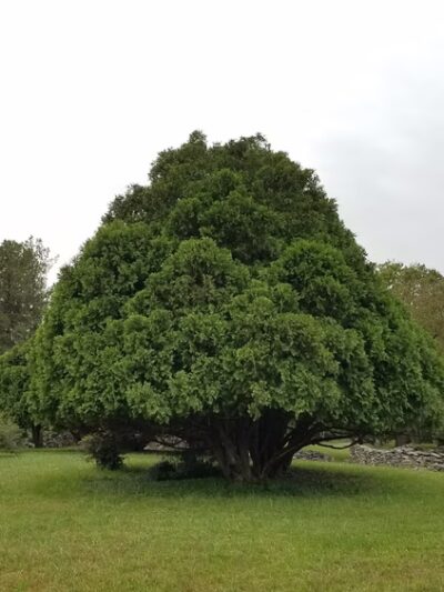 Blandy Garden for the Community - Boyce, VA
