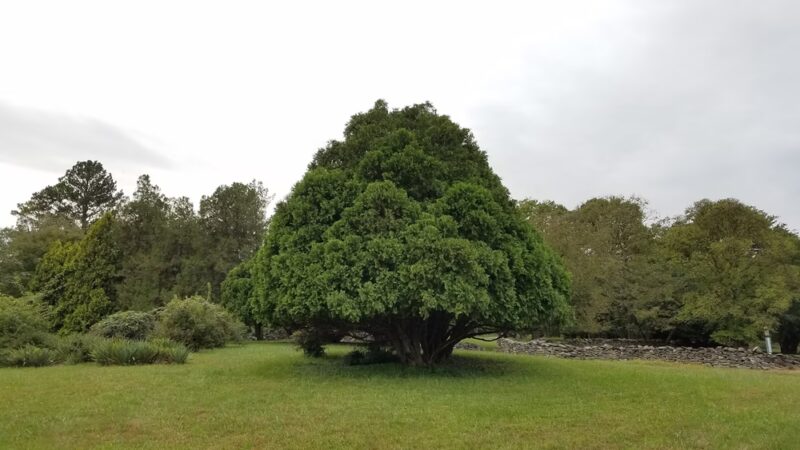 Blandy Garden for the Community - Boyce, VA