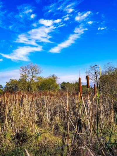 Blandy Garden for the Community - Boyce, VA