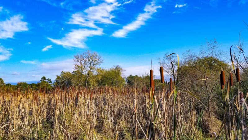 Blandy Garden for the Community - Boyce, VA