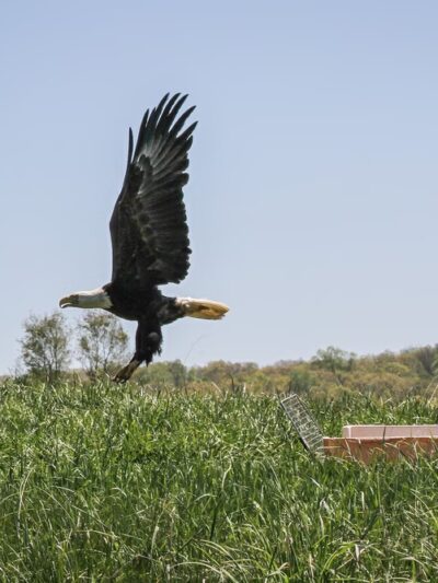 Blue Ridge Wildlife Center - Boyce, VA