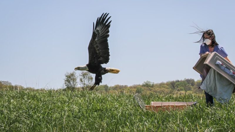 Blue Ridge Wildlife Center - Boyce, VA