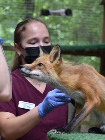 Blue Ridge Wildlife Center - Boyce, VA