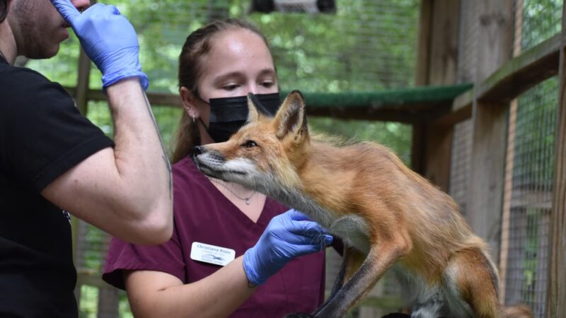 Blue Ridge Wildlife Center - Boyce, VA