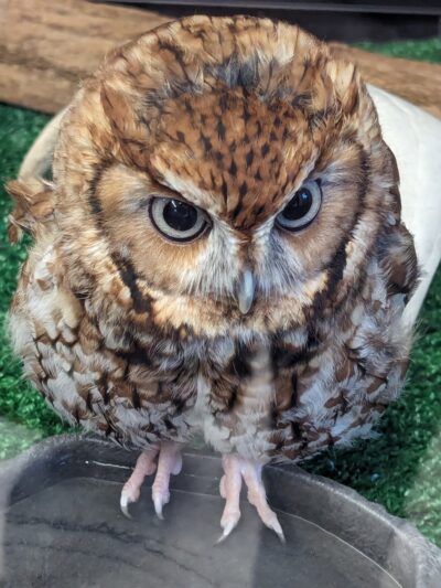 Blue Ridge Wildlife Center - Boyce, VA