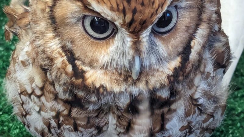 Blue Ridge Wildlife Center - Boyce, VA