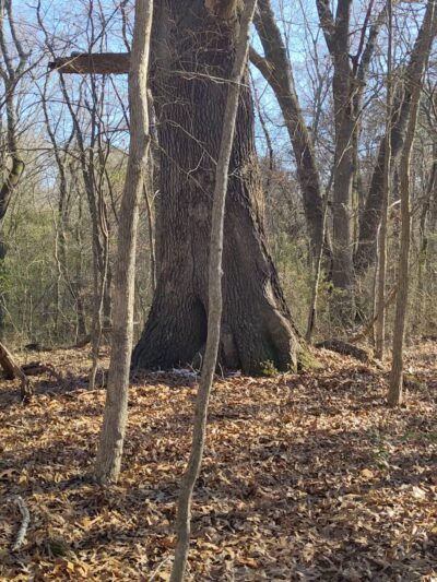 Dick Cross Wildlife Management Area - Boydton, VA