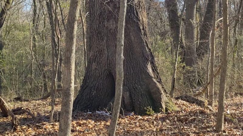 Dick Cross Wildlife Management Area - Boydton, VA