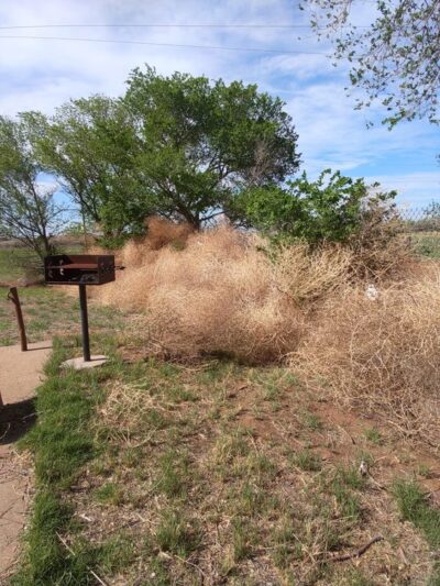 Boy's Ranch Picnic Area - Boys Ranch, TX