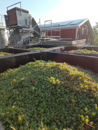 Hunt Country Vineyards - Branchport, NY