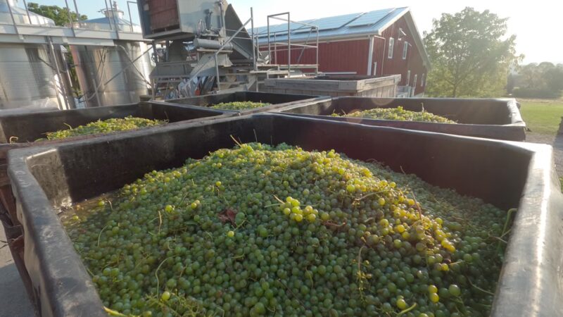 Hunt Country Vineyards - Branchport, NY