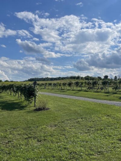 Hunt Country Vineyards - Branchport, NY