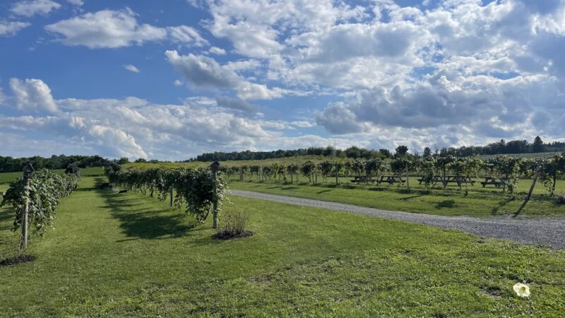 Hunt Country Vineyards - Branchport, NY