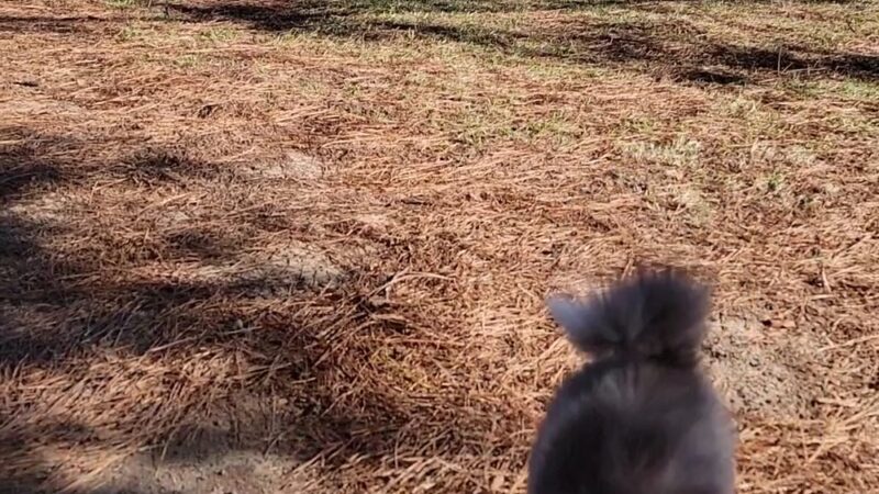 Pelahatchie Shore Park - Brandon, MS