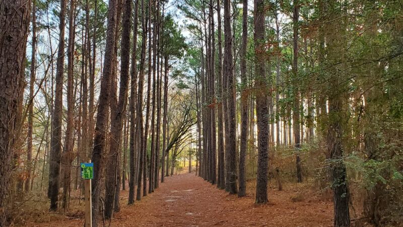 Pelahatchie Shore Park - Brandon, MS
