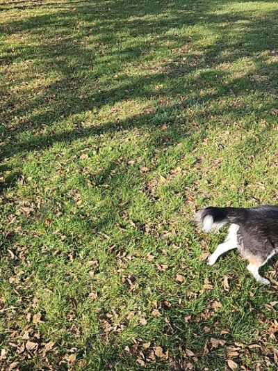 Breckenridge dog park - Breckenridge, MN