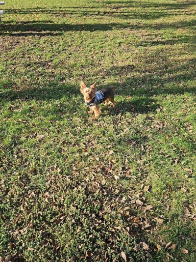 Breckenridge dog park - Breckenridge, MN