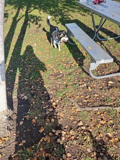 Breckenridge dog park - Breckenridge, MN