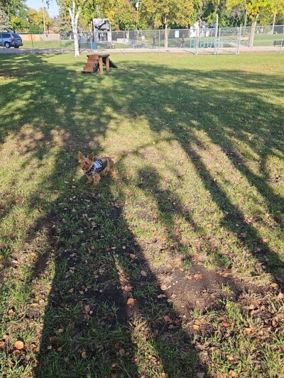 Breckenridge dog park - Breckenridge, MN