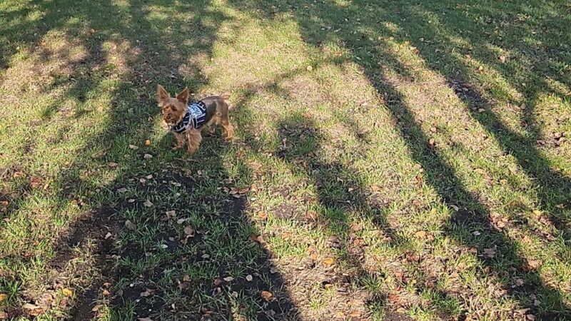 Breckenridge dog park - Breckenridge, MN