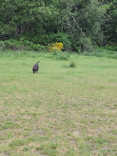 Bremerton Dog Park - Bremerton, WA