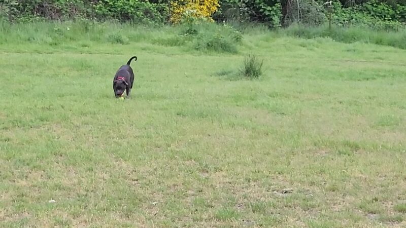 Bremerton Dog Park - Bremerton, WA