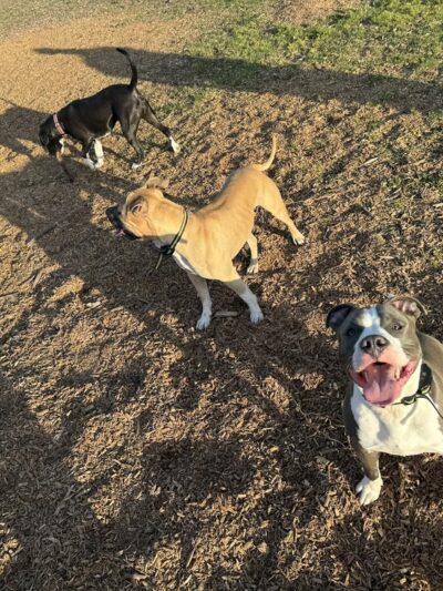 Bremerton Dog Park - Bremerton, WA