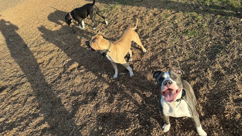 Bremerton Dog Park - Bremerton, WA