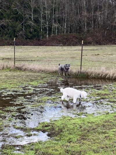 Bremerton Dog Park - Bremerton, WA