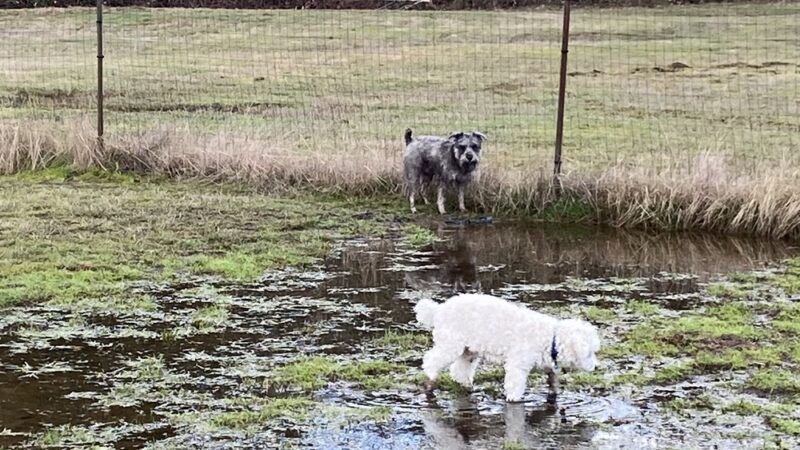 Bremerton Dog Park - Bremerton, WA