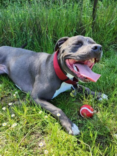 Bremerton Dog Park - Bremerton, WA