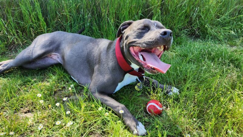 Bremerton Dog Park - Bremerton, WA