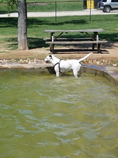 Animal Friends of Washington County veterinary clinic AND dog park - Brenham, TX