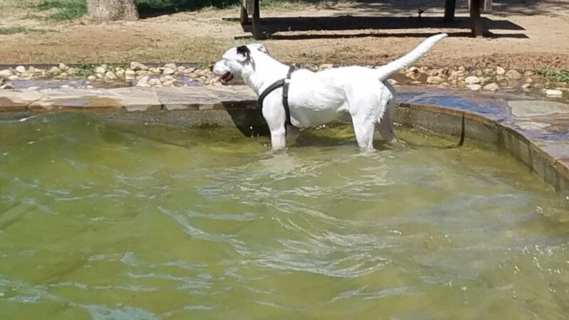 Animal Friends of Washington County veterinary clinic AND dog park - Brenham, TX